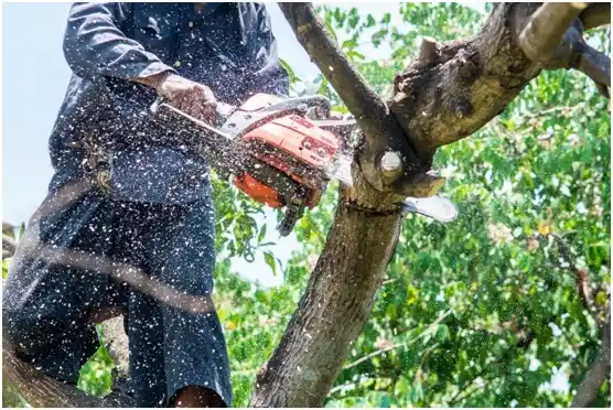 tree services Weston